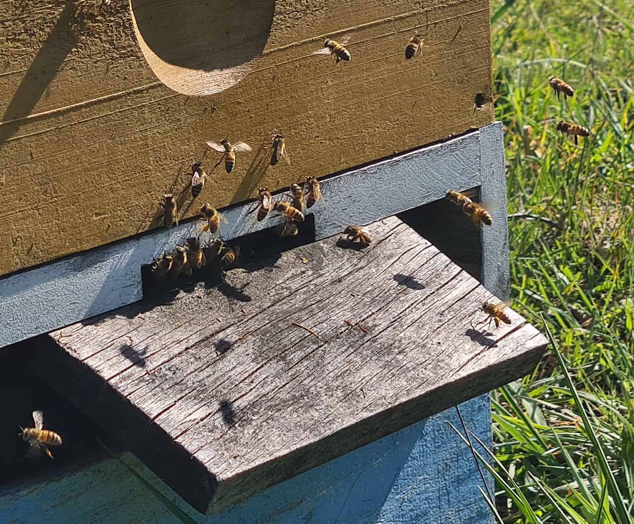 abejas raíz salvaje
